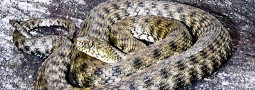 Das Reptil des Jahres 2009: Die Würfelnatter