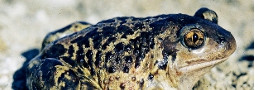 Das Amphib des Jahres 2007: Die Knoblauchkröte