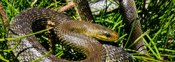 Willkommen bei der DGHT-AG Feldherpetologie und Artenschutz