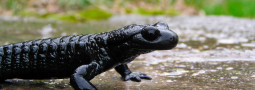 Alpensalamander