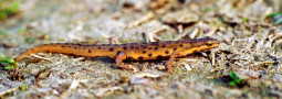 Teichmolch