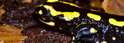 Feuersalamander