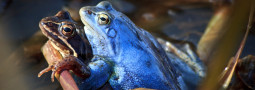 Moorfrosch