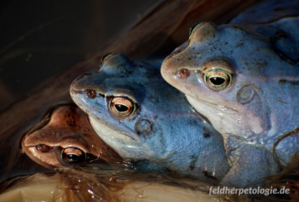 Spenden für den Moorfrosch – Lurch des Jahres 2025