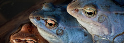 Spenden für den Moorfrosch – Lurch des Jahres 2025