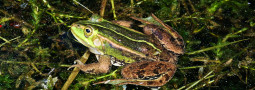 Kleiner Wasserfrosch