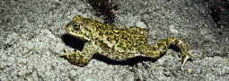Kreuzkröte