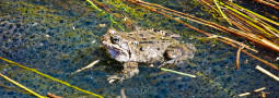 Grasfrosch