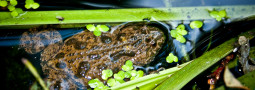 Rotbauchunke