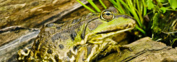 Seefrosch
