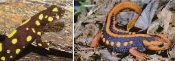 Mertensiella Band 20: Gefährdete Molch- und Salamanderarten der Welt