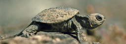Die Sumpfschildkröte im Jahresverlauf
