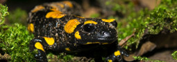 Das Jahr des Feuersalamanders