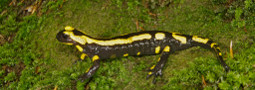 Selbst aktiv werden für den Feuersalamander!