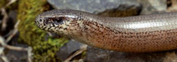 Reptil des Jahres 2017: Die Blindschleiche