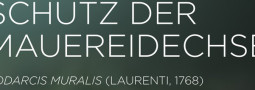 Mertensiella Band 22: Die Mauereidechse Podarcis muralis