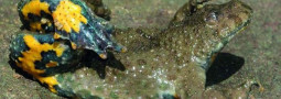 Mertensiella Band 29: Verbreitung, Biologie und Schutz der Gelbbauchunke Bombina variegata (Linnaeus, 1758)