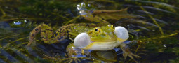 Fachtagung zum Lurch des Jahres 2023 – Der Kleine Wasserfrosch