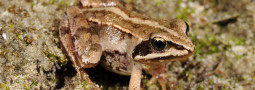 Pressematerial Lurch des Jahres 2025 – Moorfrosch