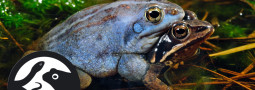 Der Moorfrosch ist Lurch des Jahres 2025