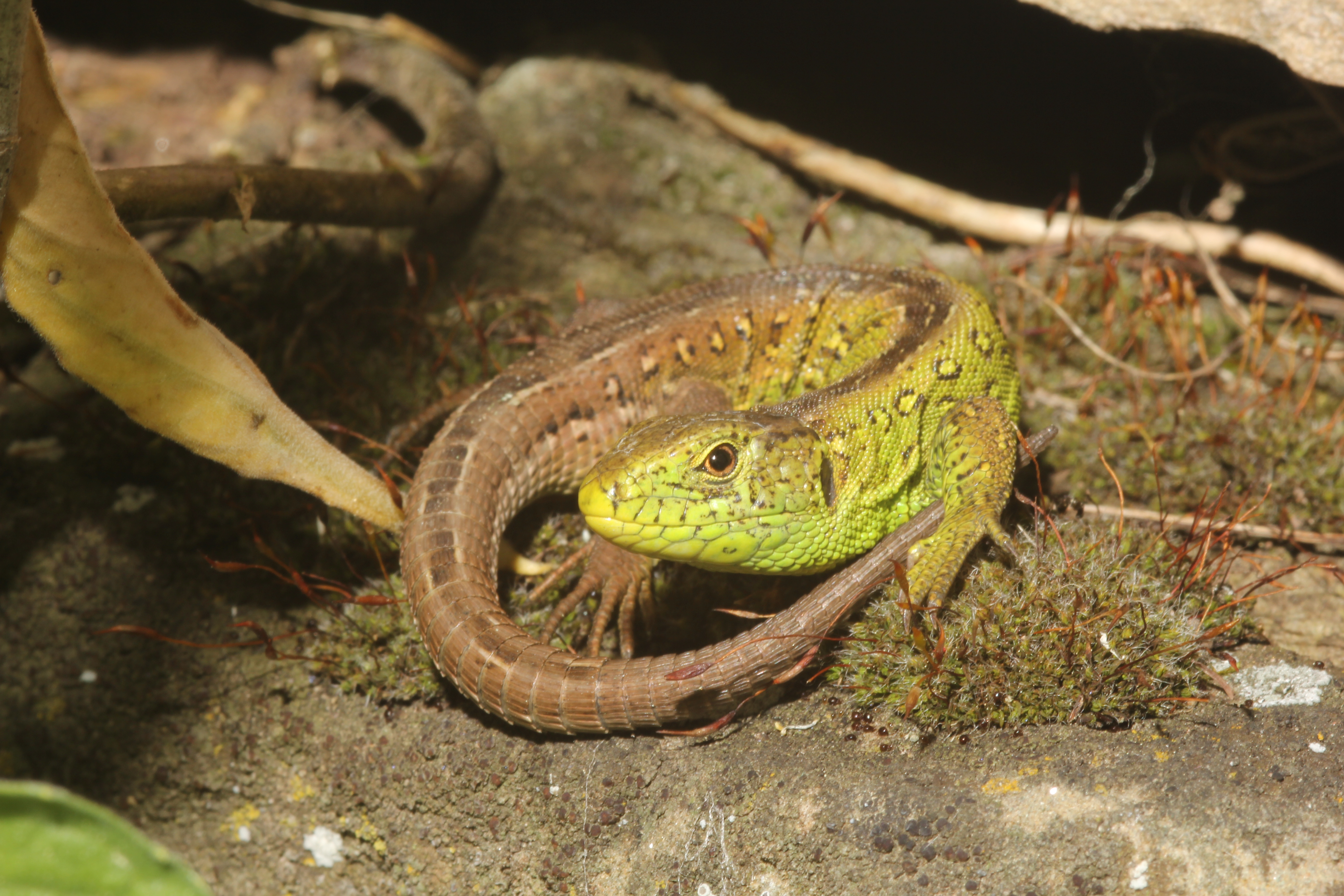 Weibchen der westlichen Zauneidechse